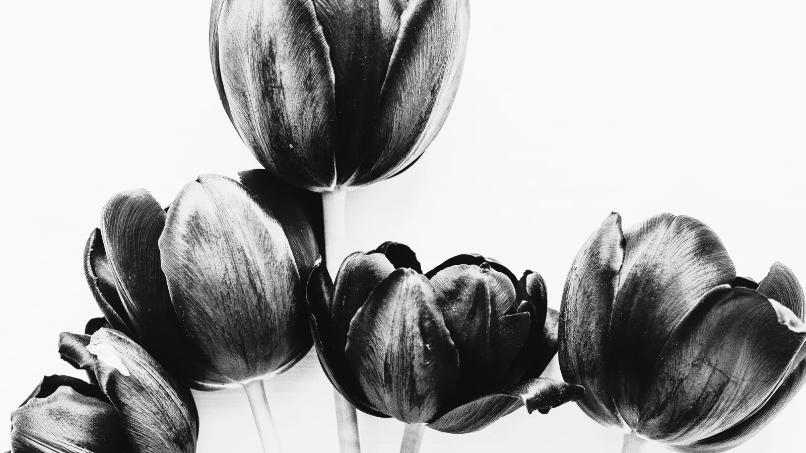 Creating legacies cremation